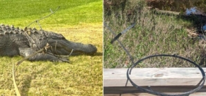 ‘King Arthur’ the alligator spotted at Georgia golf resort