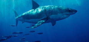 Southern California beachgoers warned of spike in shark attacks