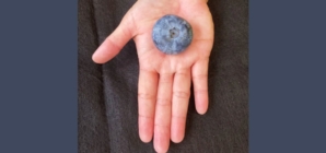 Blueberry breaks record as world’s heaviest