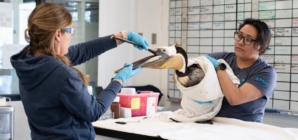 Injured brown pelican ‘Blue’ continues healing process