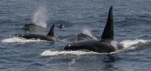 Researchers propose two new killer whale species