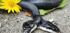 ‘Exceptional’ Two-Headed Snake Undergoes Surgery in Missouri