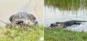 Woman ‘creeped out’ by alligator’s meal of choice, plus a fun American culture quiz