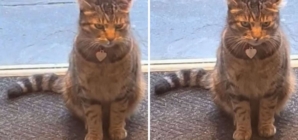 Laughter as Cat Boldly Stands in Front of His ‘Do Not Let Him In’ Sign