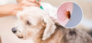 Cat and Dog Flea Treatments Are Polluting Rivers