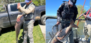 Fisherman leads authorities to ‘nuisance species,’ plus mouth-watering wing recipe to try