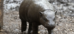 Nyíregyháza Zoo’s Newest Resident Revealed