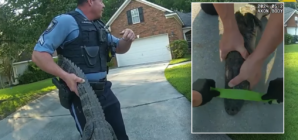 Georgia police officers ‘arrest’ alligator found in resident’s driveway