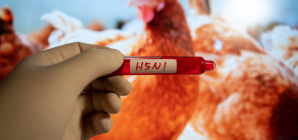 Could Bird Flu Kill One in Four Americans?