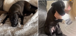 Rescue Dog’s Reaction to Seeing Her Grandma Melts Hearts—’I Am Crying’