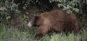 Paws of California black bear cut off, stolen after it’s hit by car