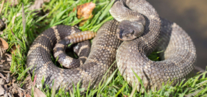 Can You Spot the Deadly Rattlesnake Lurking in Patch of Oklahoma Grass?