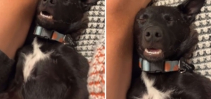 Rescue Dog Spotted Sleeping ‘Like the World Is Perfect’ at Foster’s Home