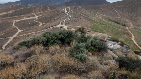 Development fight centers on California’s oldest plant