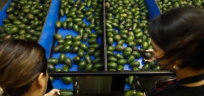 Avocado prices could rise after some USDA inspections halted in Mexico