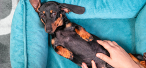 Dachshund Puppy’s ‘Favorite Game’ With Owner Has Internet in Stitches