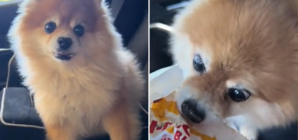 Dog Experiences Every Emotion While at the Drive-Thru: ‘The Drama’