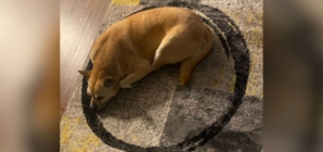 Dog Has Hilariously Unexpected Reaction to Pattern on Owner’s New Rug