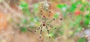 ‘Venomous flying spiders,’ expert says, do not need to be feared by humans
