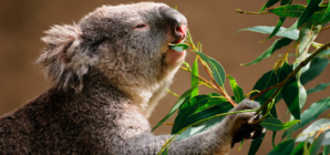 Conniving Koala Leads Friends Past Security to Eat Thousands of Plants