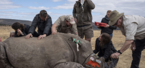 Nuclear Technology Tackles Rhino Poaching
