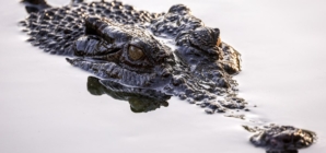 Police in Australia search for child reportedly attacked by a crocodile