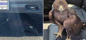 Arizona sergeant rescues baby eagle trapped under his patrol vehicle