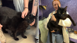 Cat in Texas weighing 26 pounds is placed on diet after animal rescuers step in