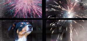 Dogs and Fourth of July fireworks: 6 tips to keep pups safe and calm