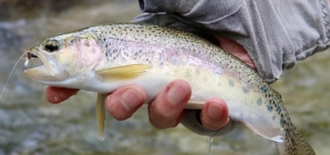 Trout ‘trapped’ in Arroyo Seco. Study advocates removing barriers