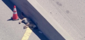 Mountain lion killed on the 405 Freeway on Fourth of July