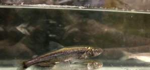 Another California fish is added to the endangered species list