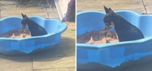 Owner Sheds Tear Over Reactive Dog Playing Alone as He Has ‘No Friends’