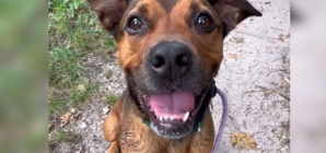 Dog Returned Twice Hasn’t Given Up Hope Despite 1,244 Days At Shelter