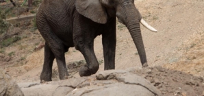 This California zoo is closing its elephant exhibit. Will more follow?