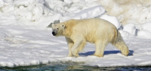 2 polar bears kill worker at remote radar station in Canada in rare attack