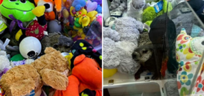 Living ‘prize’ is found crawling in a claw machine at a Pennsylvania family venue