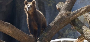 Zoo Celebrates 158 Years with Introduction of New Brown Bears