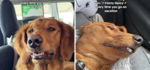 Hysterics Over Golden Retriever’s Reaction to Anxiety Meds for Road Trips