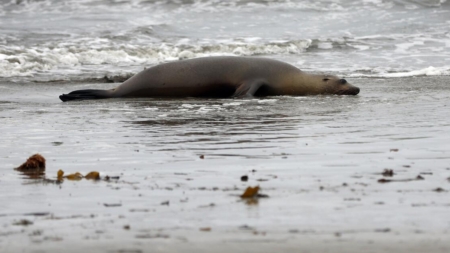 Unprecedented deaths of sea lions along California’s Central Coast