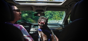 10 things to help you road trip with your dog