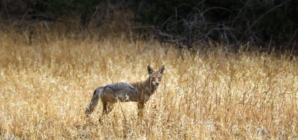 SoCal man kills coyote with kitchen knife, defends Chihuahua