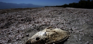 The Salton Sea is smellier than ever and worsening people’s asthma