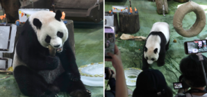 Giant panda celebrates her 20th birthday in Taiwan: ‘Funny and cute’