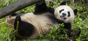 Giant pandas unveiled at San Diego Zoo. Newsom declares Panda Day