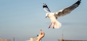 Food truck offers insurance policy after hungry birds cause issue among customers