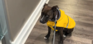 Dog Rescued From Life on Streets Now Refuses To Go Outside if It’s Raining