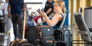 Pets are hitching a ride on the travel boom