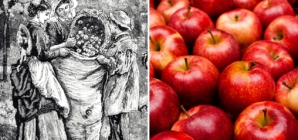 Meet the American who first planted apples in the colonies: William Blaxton