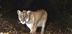 Mountain lion that attacked child had to be killed, experts say